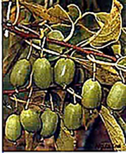 Kiwifruit Issai Hardy